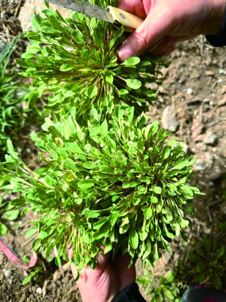 不少市民来到黄河大堤挖野菜,收获颇丰